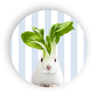 Un lapin blanc est assis sur un fond rayé bleu clair et blanc, avec des feuilles de bok choy en guise d'oreilles, présenté sur le Dessous Plat 18 cm (2 modèles).